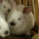продаются калифорнийские кролики