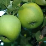 Свежие вкусные яблоки от производителя