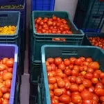 Камера хранения  томатов (помидоров)