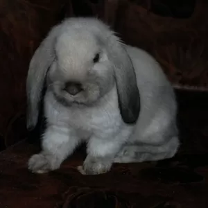 Продажа декоративных вислоухих крольчат!!
