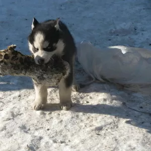 сибирский хаски