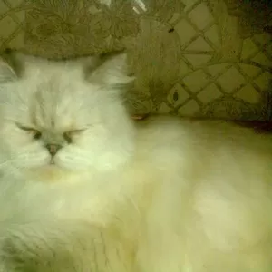 Персидская кошкаколор-поинт