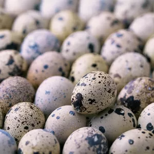 Инкубационные яйца перепелов,  Донецк