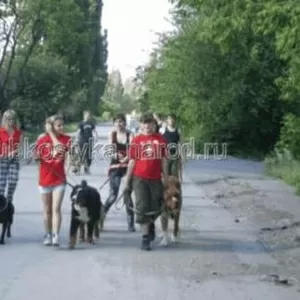 Выгул собак в Донецке и Макеевке