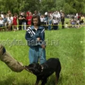 Дрессировка собак Макеевка,  Донецк и область