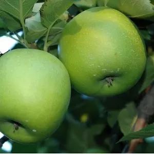 Свежие вкусные яблоки от производителя