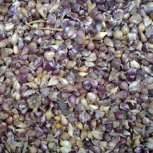 Семена чеснока ОТ 1 кг