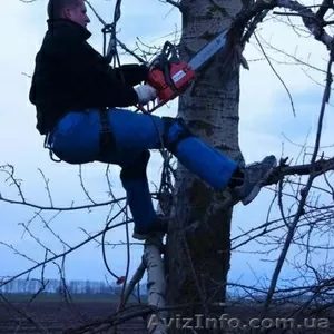 валка,  распиливание и вывоз деревьев Донецк и область