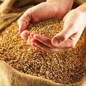 Организация закупает семечку масличную,  пшеницу фуражную