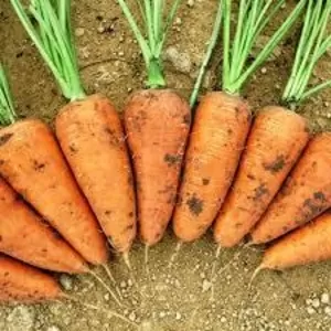 Морковь 24 руб.