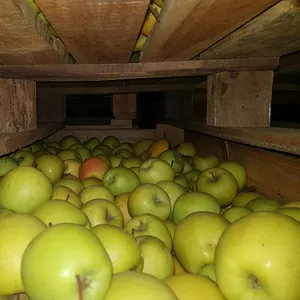 Камера хранения яблок