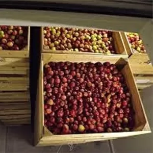 Камера хранения фруктов 