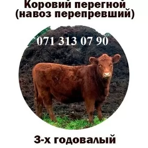 Перегной конский,  коровий 3х годичный