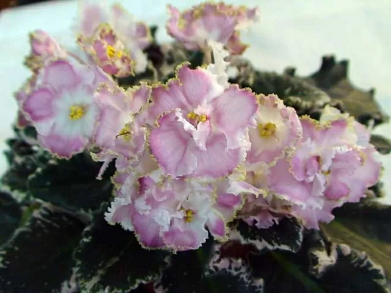 Фиалки (черенки и детки),  бальзамины и стрептокарпусы