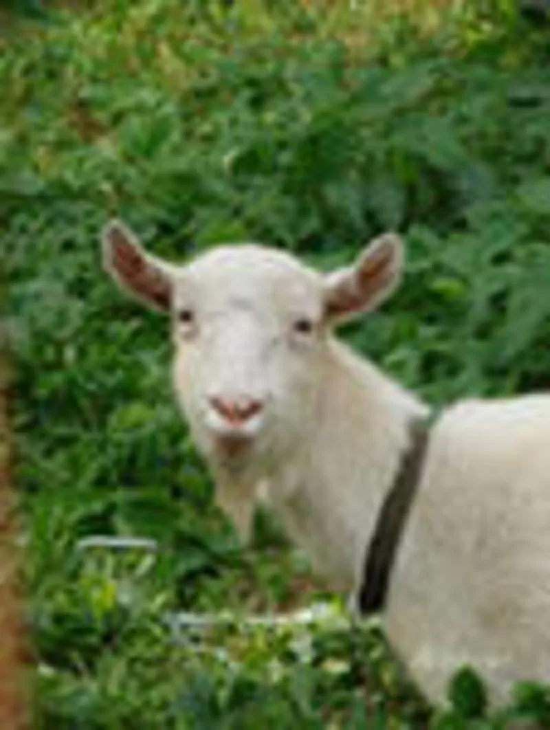 Зааненская коза,  донецк