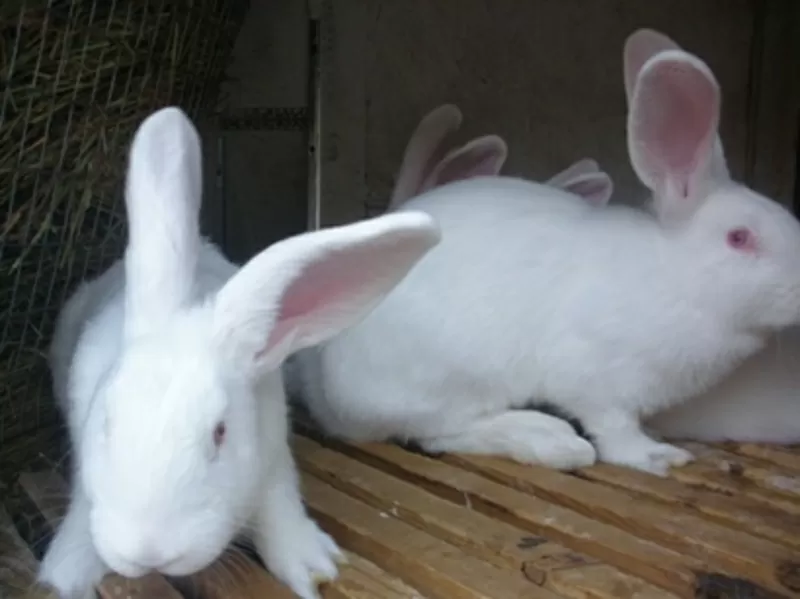 Продам кроликов-акселератов 2