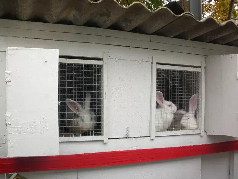 Продам кроликов-акселератов 3