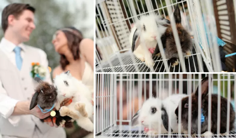 фотосессия со свадебными кроликами