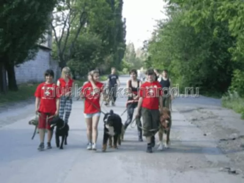 Выгул собак в Донецке и Макеевке