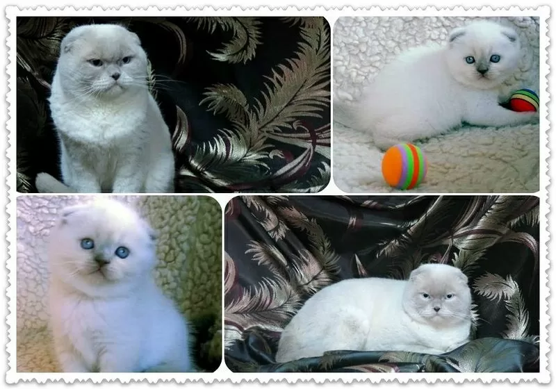 Вислоухий голубоглазый красавец кот на вязку. 3