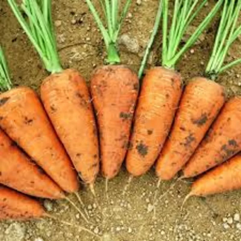 Морковь 24 руб.