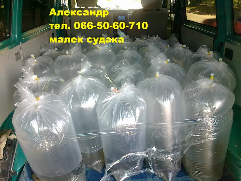 Продам малек (зарыбок) судака,  карася  т.0665060710