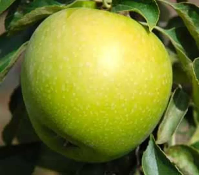 Красивые вкусные яблоки из сада 2