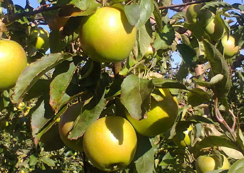 Красивые вкусные яблоки из сада 3
