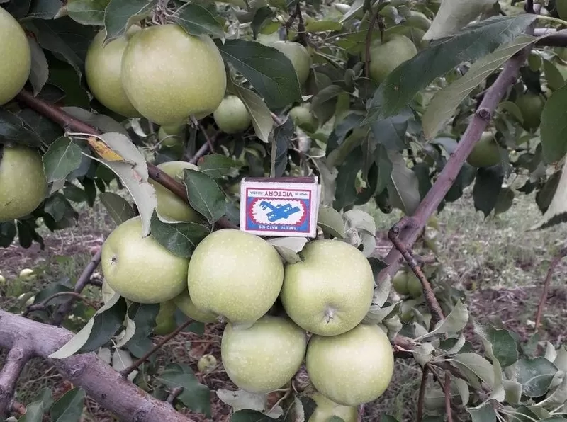 Красивые вкусные яблоки из сада 7