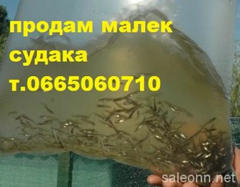 Продам малек (зарыбок) судака т.0665060710