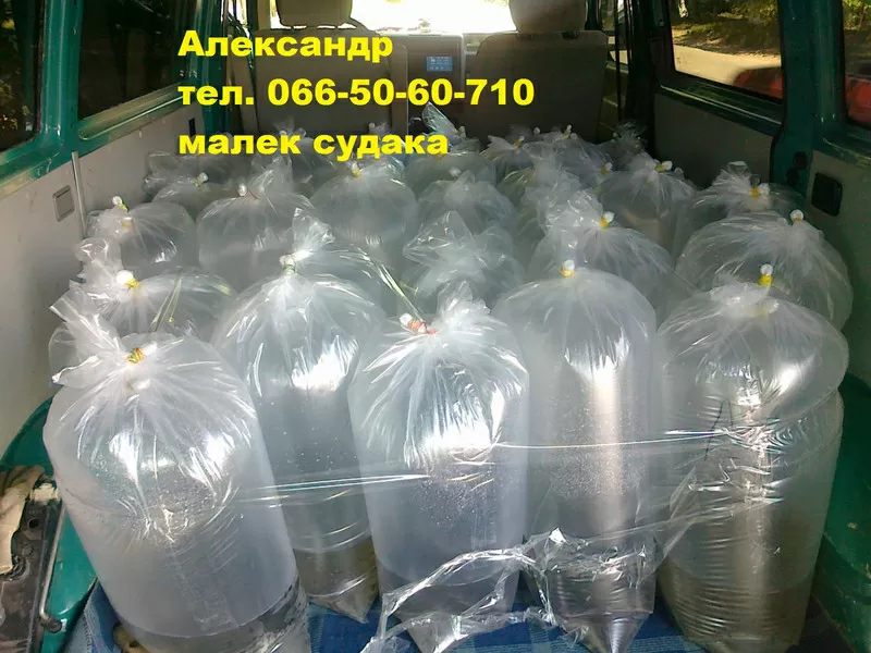 Продам малек (зарыбок) судака т.0665060710 2