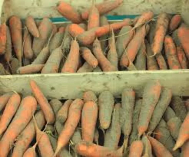 Камера хранения  моркови 2