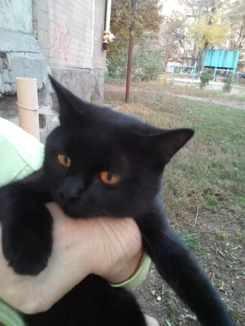 Молоденький,  черненький котик в хорошие руки.