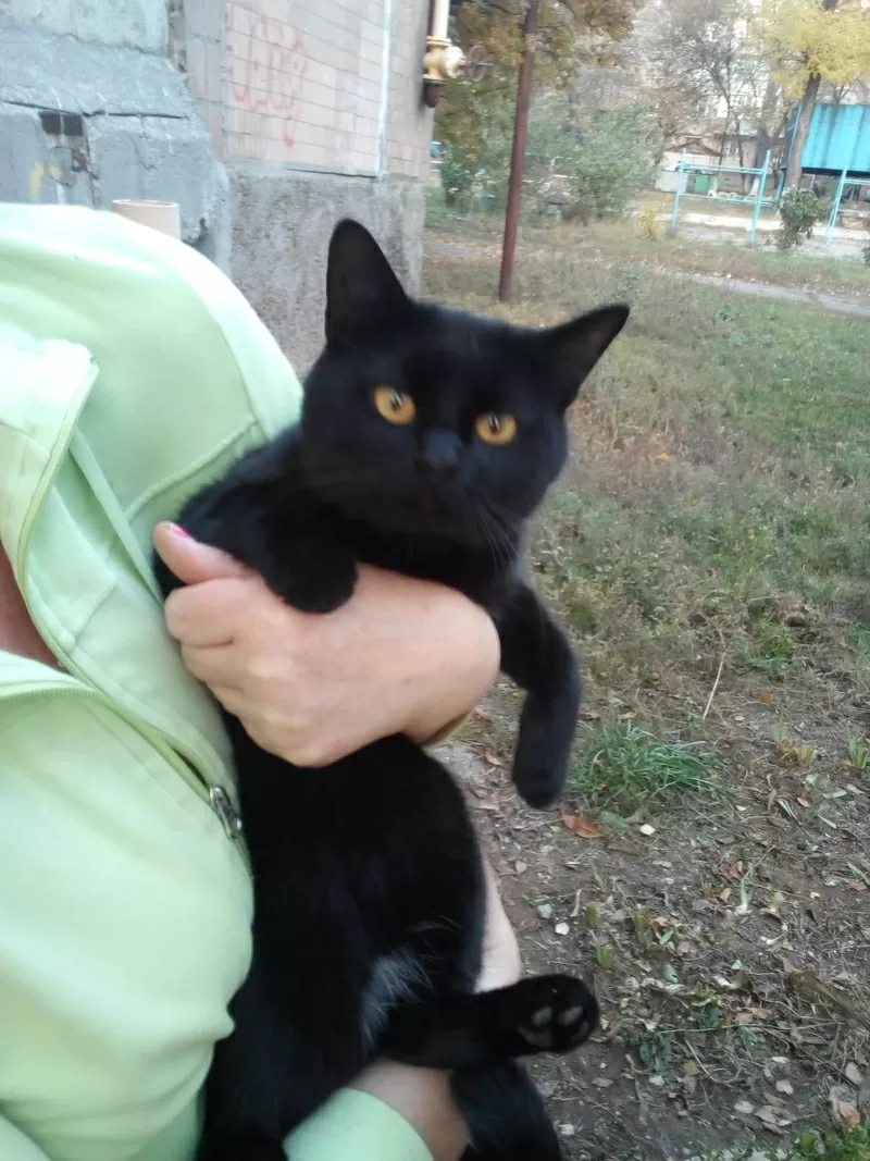 Молоденький,  черненький котик в хорошие руки. 2