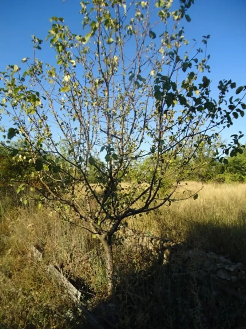 деревья, кустарники, саженцы. 12