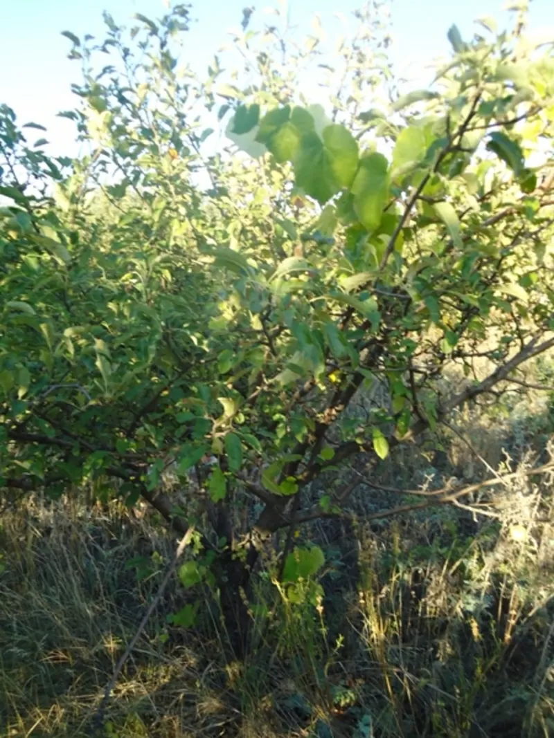 деревья, кустарники, саженцы. 14